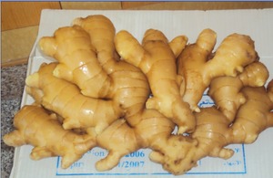 De la Chine Nouvelle Culture Aliments sains et verts Bon Prix Légumes IQF rentables de haute qualité <span class=keywords><strong>Gingembre</strong></span> frais congelé - Product Image 2