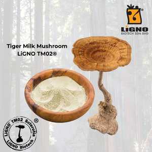 ผงสกัดบริสุทธิ์จากเห็ดนมเสือ LiGNO TM02 ได้รับการรับรองฮาลาลและโคเชอร์ เกรดอาหารเพื่อสุขภาพ วัตถุดิบสำหรับ OEM ODM ส่งออก - Product Image 1