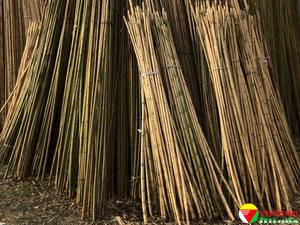 Extrait de bambou en poudre - Product Image 5