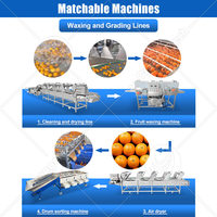 ORME Automatische Fruit- en Aardappelsorteermachine, Olijf Reinigings- en Sorteermachine