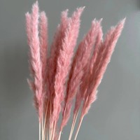 Rumput Pampas Kering Alami Ukuran Kecil 60cm Dekorasi Rumah Pernikahan Pesta Buket Bunga