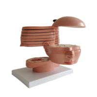 Modèle d'anatomie sectionnelle du cerveau humain en PVC pour les sciences médicales