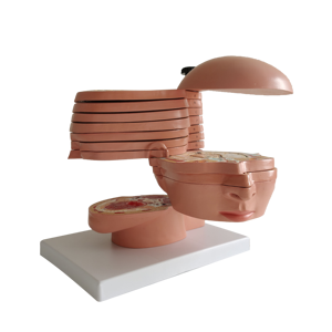 Modelo Anatómico <span class=keywords><strong>Seccional</strong></span> del Cerebro Humano en PVC para Ciencias Médicas - Product Image 5