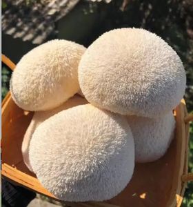 Polvo de extracto de hierbas orgánico de alta calidad, suplemento de hierbas Premium soluble en agua Hericium Erinaceus Premium - Product Image 5