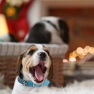 Collares de Identificación Ajustables de Cuero para Perros Pequeños, <span class=keywords><strong>16</strong></span> Colores, 10 Tamaños - Product Image 6