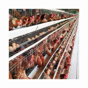 High egg production rate a type galvanized battery chicken Layer Cage Egg Layer Cage For poultry breeding Farm