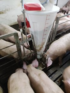 Fabrika fiyat domuz çiftliği için büyük kapasiteli otomatik dayanıklı kuru ve ıslak besleyici - Product Image 3