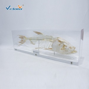 Especímen de esqueleto anatómico de carpa de cabeza grande; esqueleto completo de pez de agua dulce; equipo didáctico para laboratorio universitario. - Product Image 4