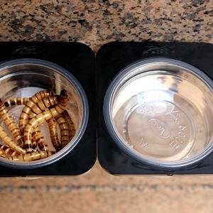 Plat de nourriture pour gecko à double grille, distributeur de nourriture pour reptiles en lucite avec ventouse amovible, bac à vers - Product Image 4