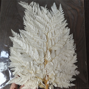 ดอกไม้แห้ง จัดดอกไม้ วัสดุตกแต่งแจกัน เฟิร์น เฟิร์นขาวอบแห้ง ใบไม้จริง เฟิร์นบอสตันแห้งพร้อมก้าน - Product Image 6