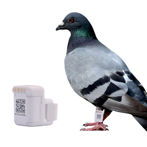 <span class=keywords><strong>2023</strong></span> nouveau Design de <span class=keywords><strong>bague</strong></span> de pied de <span class=keywords><strong>Pigeon</strong></span> de course GPS de bonne qualité - Product Image 6