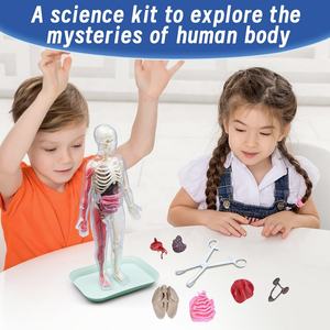 Modelo de Anatomía del <span class=keywords><strong>Cuerpo</strong></span> <span class=keywords><strong>Humano</strong></span> para Enseñanza Biológica STEM, Kit de Ciencia de Órganos del Torso para Ensamblar, con Huesos que Brillan en la Oscuridad - Product Image 2