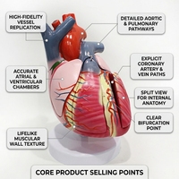 Modèle de structure de conduction cardiaque détachable à l'échelle 3x, en 5 parties, en PVC, pour laboratoire d'anatomie médicale CE/ISO/ROHS/CNAS