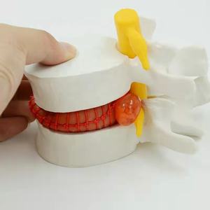 Modelo Lumbar humano agrandado, <span class=keywords><strong>sistema</strong></span> esqueleto de Anatomía de la columna vertebral - Product Image 3