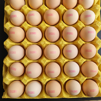 Équipement de codage à jet d'encre pour œufs, pour la marquage des coquilles d'œufs, l'impression de codes de lots et d'informations de production, imprimante à œufs économique pour l'industrie de l'œuf