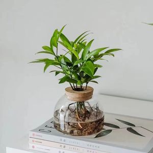 Vase <span class=keywords><strong>en</strong></span> verre borosilicate de haute qualité, résistant à la chaleur, <span class=keywords><strong>pot</strong></span> hydroponique avec couvercle <span class=keywords><strong>en</strong></span> liège pour la décoration intérieure et les cadeaux (vente <span class=keywords><strong>en</strong></span> gros) - Product Image 2