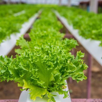 Système hydroponique NFT Seedafarm à haute rigidité pour la culture de légumes sans terre, utilisation en tuyauterie, taille personnalisable, 3 mois