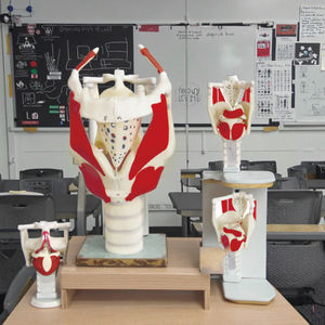 Structure <span class=keywords><strong>du</strong></span> larynx médical <span class=keywords><strong>humain</strong></span> de haute qualité et modèle d'enseignement médical élargi fonctionnel - Product Image 5