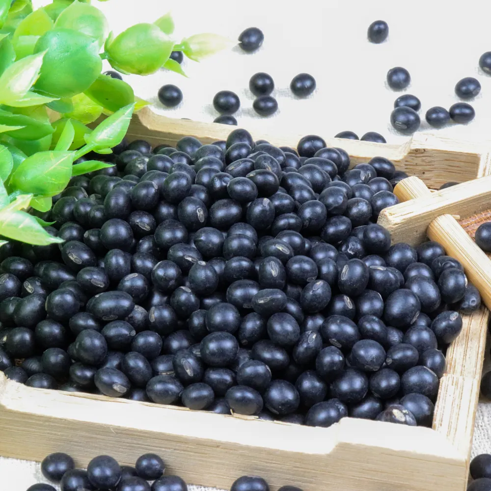 Specializing in the manufacture of cheap and fresh black beans to meet the nutritional needs of the human body