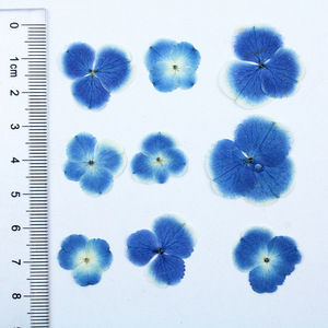 Peacock màu xanh Hydrangea ép hoa mẫu vật cho nhựa trường hợp điện thoại <span class=keywords><strong>DIY</strong></span> Craft món quà cưới trang trí nội thất - Product Image 6