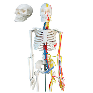 Esqueleto Humano de 85 cm, Modelo de Huesos Ortopédicos Médicos, Modelo de Esqueleto Neurovascular para Entrenamiento de Enfermería y Uso Escolar - Product Image 3