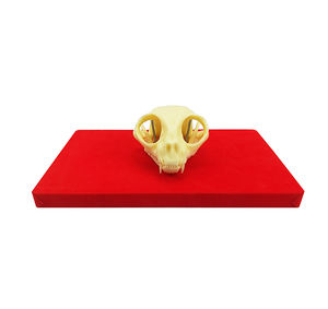 Modelo de Hueso de Mandíbula de Gato, Anatomía Animal, Esqueleto de Plástico, Modelo de Dientes de Gato, Modelo de Dentición de Gato, Manualidades - Product Image 3