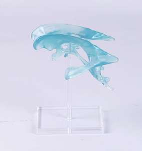 แบบจำลองสมองโปร่งใสสำหรับการศึกษาทางวิทยาศาสตร์การแพทย์ แสดงโครงสร้างกายวิภาคของสมอง ผลิตจากวัสดุ PVC คุณภาพสูงสำหรับการแพทย์ - Product Image 4