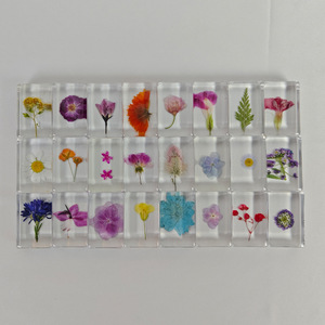 Spécimens d'insectes authentiques, plantes et coquillages marins en résine pour l'éducation préscolaire et l'équipement expérimental - Product Image 3