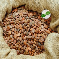 Granos de Cacao Forastero de Bali, Indonesia, Crudos y Secos, para Uso Profesional y Doméstico, que Proporcionan un Chocolate Cremoso y Suave con Notas Profundas y Ricas