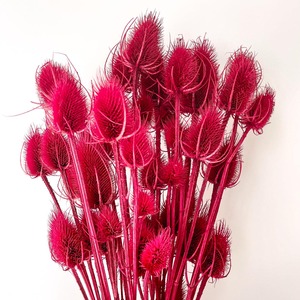 Décoration bohème DIY, bouquet de mariage, fleurs séchées naturelles sauvages courantes, tiges de chardon, Dipsacus - Product Image 5
