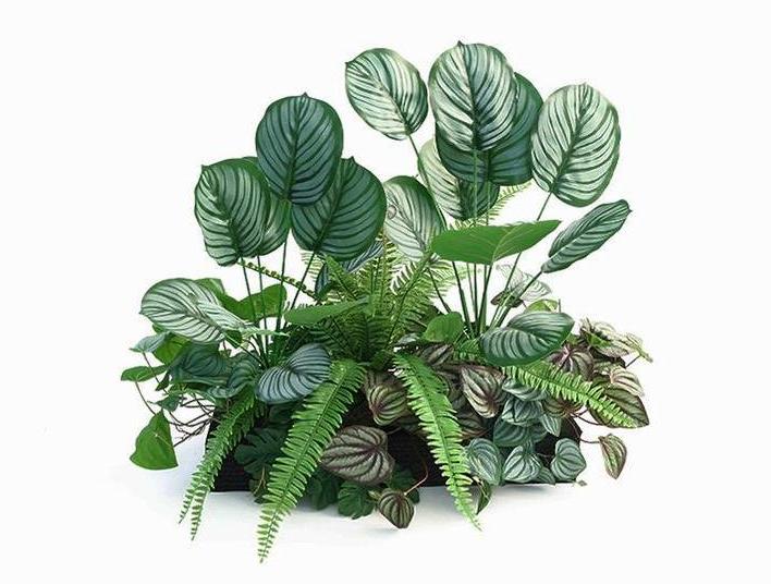 Fairy Wild Green Trail - Set di design per piante verdi 4