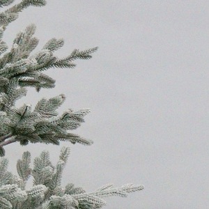 Hoja de ciprés Tufted Árbol de Navidad Lujo Cifrado Nevadas <span class=keywords><strong>Abeto</strong></span> Árbol de decoración de Navidad - Product Image 3