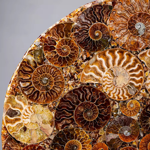 Bán buôn tự nhiên đánh bóng ốc xà cừ hóa thạch ammonites đĩa hóa thạch tấm ốc hóa thạch đĩa để trang trí - Product Image 1