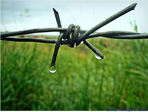 Alambre de púas de acero galvanizado de alta seguridad para cercas perimetrales y protección de barreras - Product Image 5