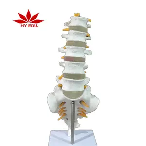 의료 인간의 요추 척추 천골 골격 해부학 구조 모델