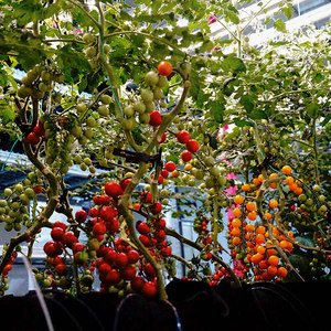 Công nghệ tiên tiến kiểm soát khí hậu trong nhà hệ thống tưới nhỏ giọt dọc - Product Image 2