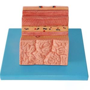 Медицинская учебная модель: анатомическая модель стенки желудка человека для обучения гастроэнтерологии и гистологии - Product Image 5