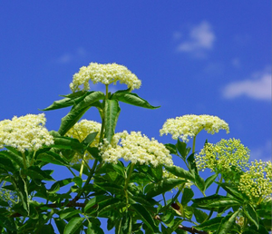 ผงสกัดจากผลแบล็คเอลเดอร์เบอร์รี่ (<span class=keywords><strong>Sambucus</strong></span> Nigra L.) เกรดอาหารสำหรับโรงงานขายส่ง อัตราส่วน 20:1 10:1 บรรจุภัณฑ์พลาสติกสุญญากาศ - Product Image 2
