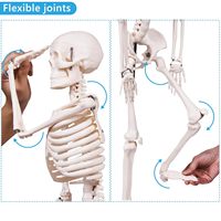 Modèle de squelette humain 85CM Modèle d'enseignement médical Anatomie Bras et jambes amovibles spéciaux Modèle