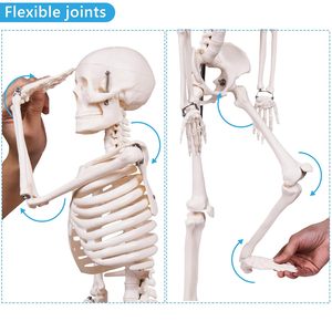 Modello di Scheletro Umano 85CM, Modello Didattico Medico, Modello Anatomico con Braccia <span class=keywords><strong>e</strong></span> Gambe Rimovibili - Product Image 3