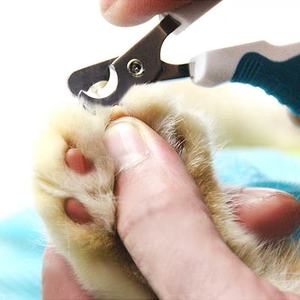 Sıcak satış profesyonel evcil hayvan bakım ürünleri tırnak makası ve köpekler ve kediler için - Product Image 4