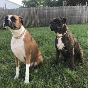 2024 थोक स्टेनलेस स्टील चांदी सोना पर्ची चोक कुत्ते की चेन हार - Product Image 6