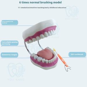 Modelo Dental de Dientes Tipodonto con Lengua y Soporte de Alambre Metálico para Educación en Higiene Bucal - Product Image 3