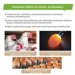 EGDOO Alimento para Cría de Aves de Corral, Aminoácidos de Grado Alimenticio, Vitaminas en <span class=keywords><strong>Polvo</strong></span> para Pollos, Minerales, Oligoelementos, Refuerzo de la Inmunidad, Prevención de Enfermedades - Product Image 3