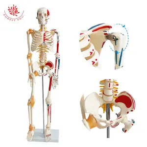 Mô hình giảng dạy bộ xương dọc 85cm Mô hình giải phẫu bộ xương người có thể tháo rời Mô Hình Bộ Xương nửa cơ nửa dây chằng