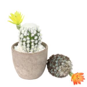 Nouveau Style Mini Faux Ball Cactus <span class=keywords><strong>Plante</strong></span> Succulente Artificielle pour la Décoration de Table - Product Image 2