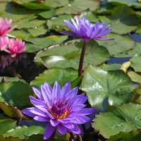 100% Lotus bleu biologique de qualité alimentaire de l'UE séché à la main à base de plantes nénuphars de Thaïlande Bangladesh Égypte spécialité thé de santé