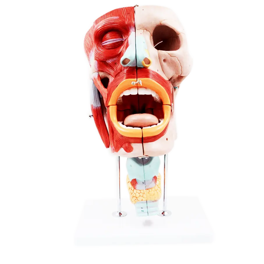 GelsonLab HSBM-480新しい鼻、口腔、PharynxおよびLarynxキャビティモデル、人体解剖学教育モデル