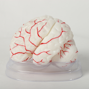 Silikon-Gehirn-Modell für die Medizin - Product Image 2