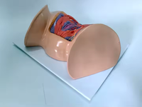 Modelo Anatómico de Perineo Femenino Ginecológico, Maniquí de Enseñanza de Ciencias Médicas, Equipo Educativo de PVC para el Aprendizaje, CE/ISO